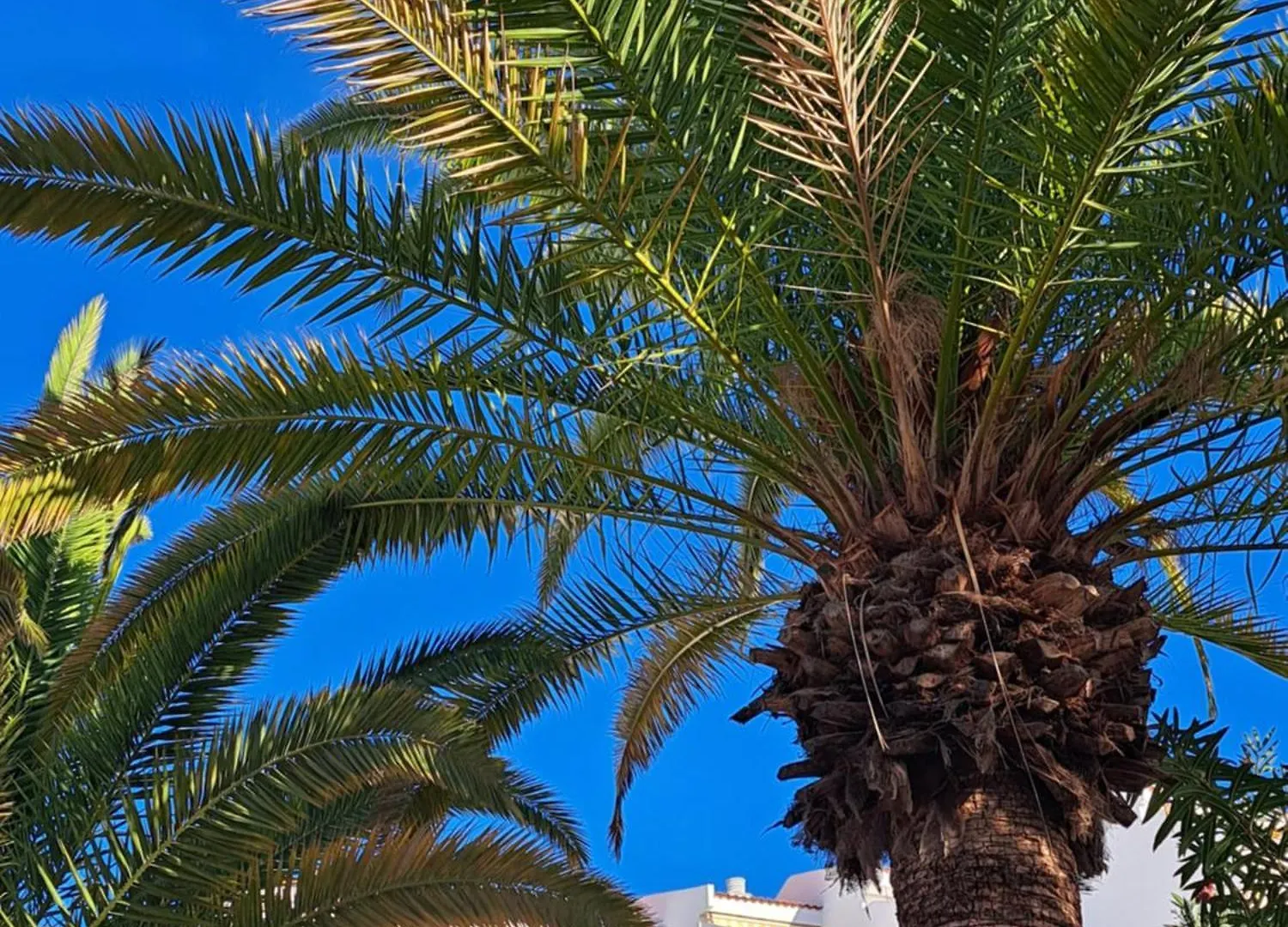 Garden City Seaview Las Americas Playa Fanabe